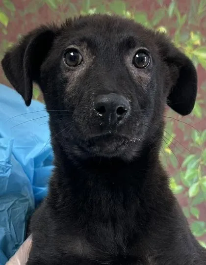 A young small-sized female Terrier dog named Chansey for adoption in San Antonio, TX