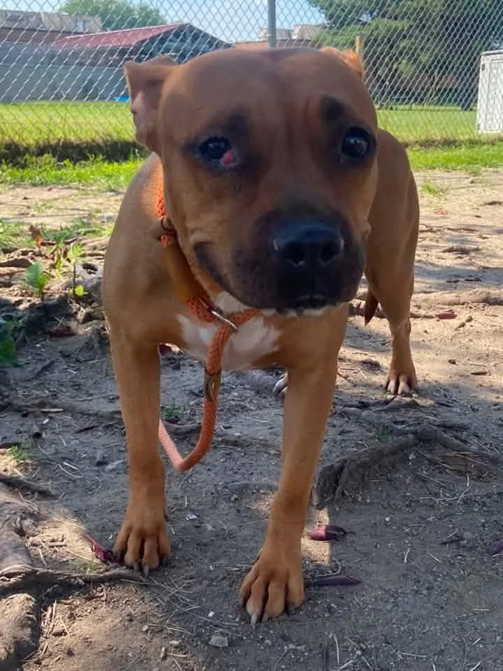 An adult medium-sized female Brown / Chocolate Pit Bull Terrier dog named Nora for adoption in Chicago, IL