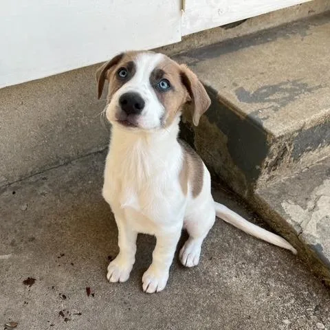 A baby medium-sized female White / Cream Feist dog named Tammy for adoption in Dayton, OH
