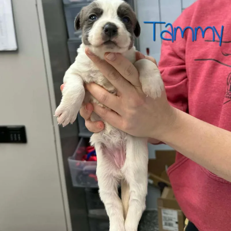 Tammy thumbnail 2