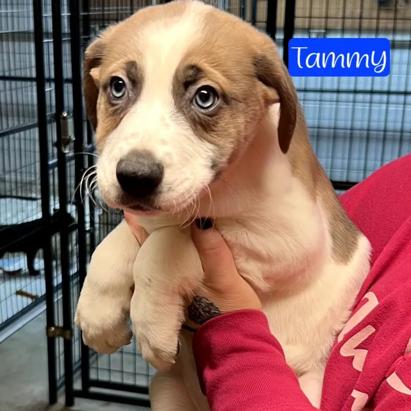 Tammy thumbnail 3