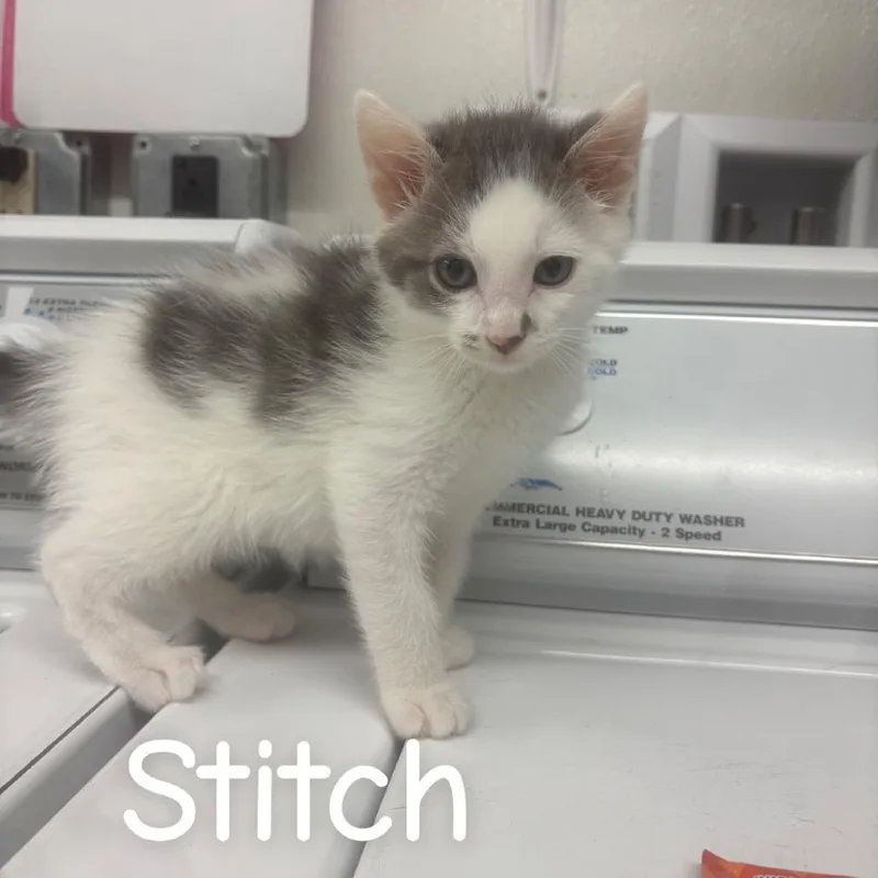 Stitch