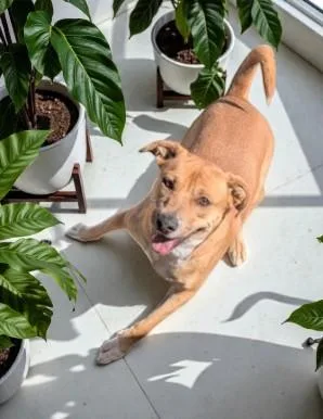 A young medium-sized female Golden Labrador Retriever dog named Thelma for adoption in Ventura, CA