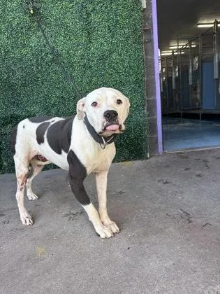 An adult large-sized male Pit Bull Terrier dog named Phantom for adoption in El Paso, TX