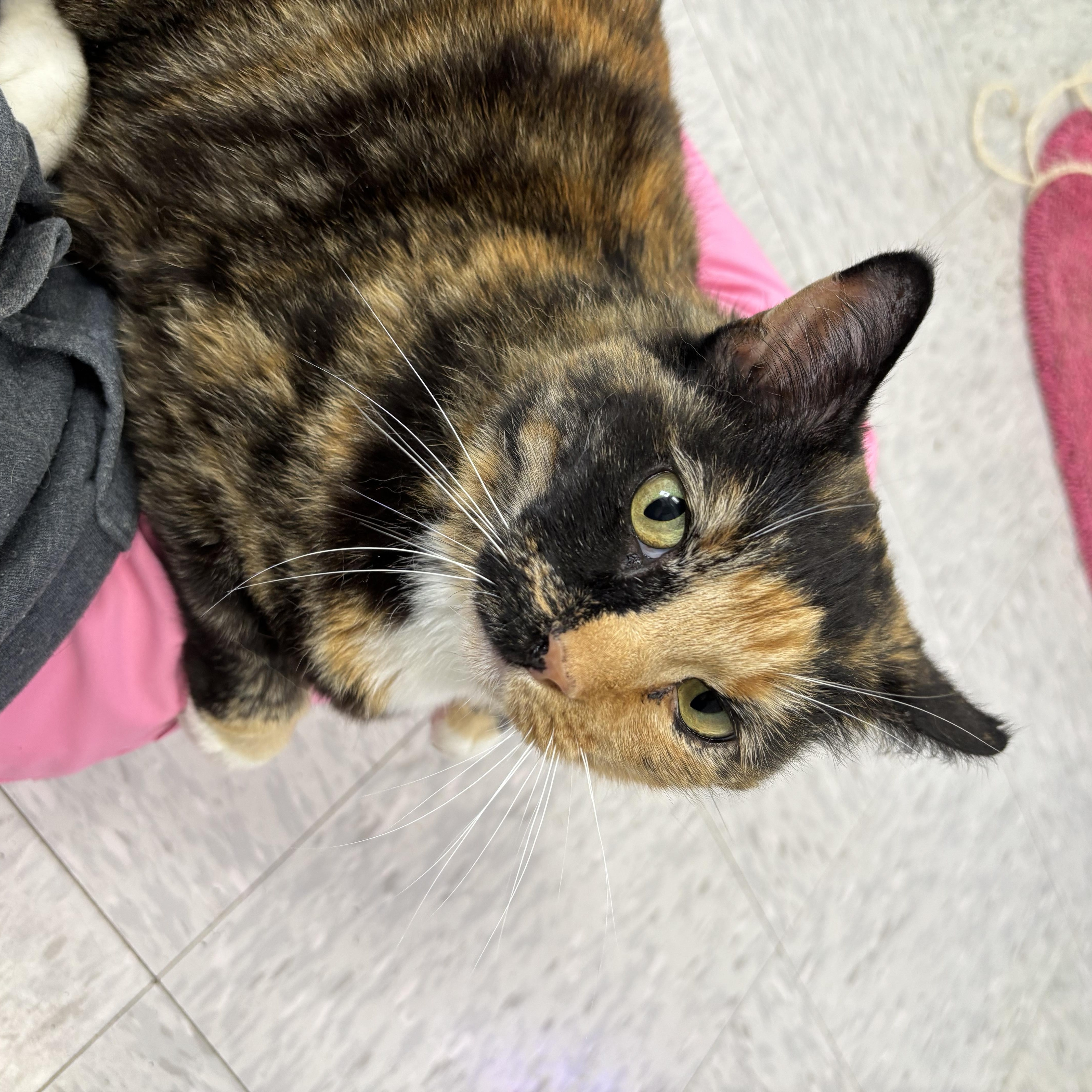 An adult medium-sized female White Domestic Short Hair cat named Meekers for adoption in Bardstown, KY
