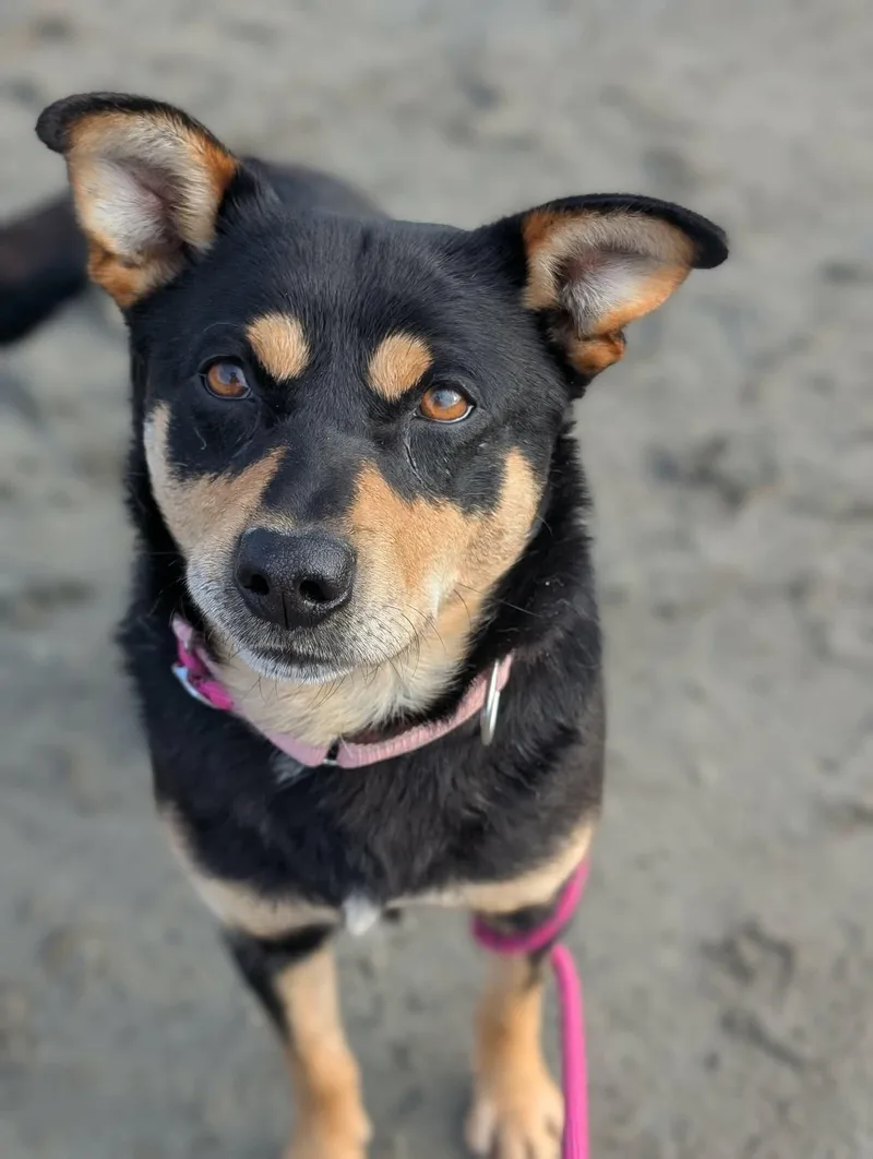A young medium-sized male Husky dog named Jack Jack for adoption in Wasilla, AK