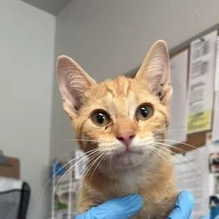 A baby medium-sized male Domestic Short Hair cat named Cider for adoption in Bolivar, MO