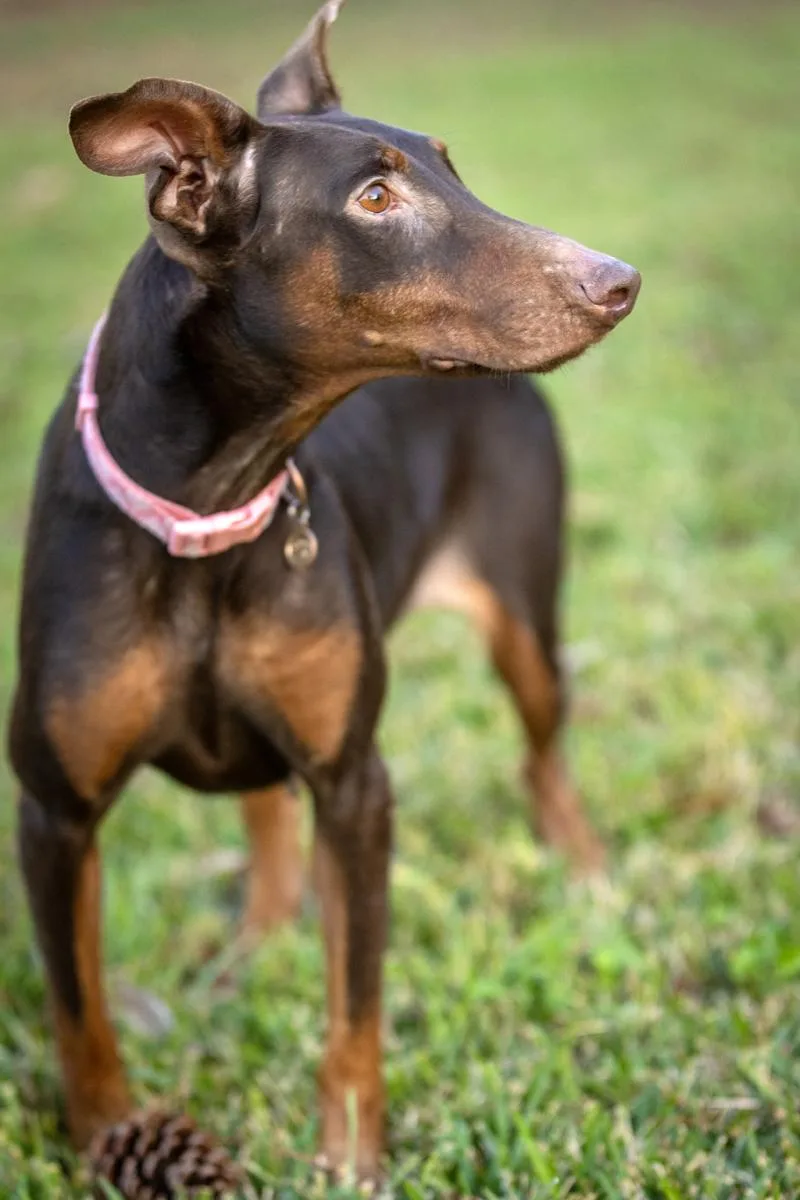An adult medium-sized female Doberman Pinscher dog named Deepali for adoption in Pearland, TX