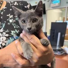 A baby small-sized male Gray / Blue / Silver Domestic Short Hair cat named Sterling for adoption in Dickinson, TX
