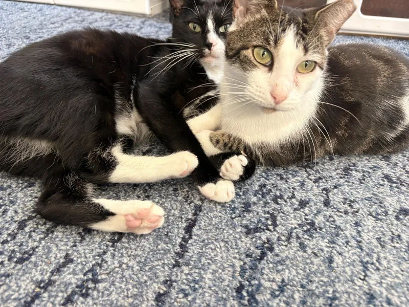 An adult medium-sized male Tabby (Brown / Chocolate) Domestic Short Hair cat named Toffee Crunch for adoption in Long Island City, NY