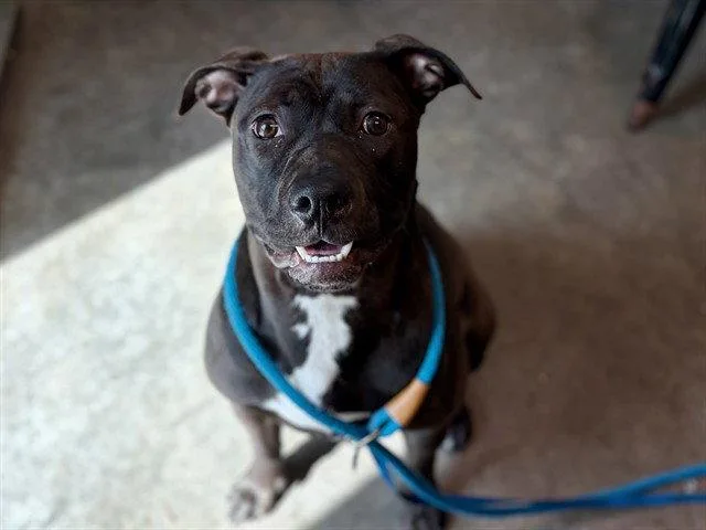 An adult large-sized female Pit Bull Terrier dog named Peggy for adoption in Tavares, FL