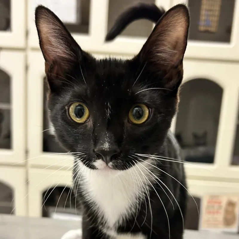 A baby medium-sized male Black Domestic Short Hair cat named Penguin for adoption in Redwood City, CA