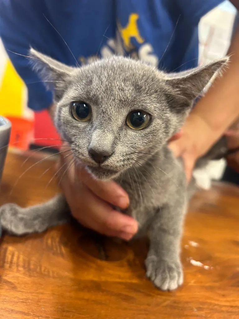 A baby small-sized female Domestic Short Hair cat named Marina for adoption in Thousand Oaks, CA