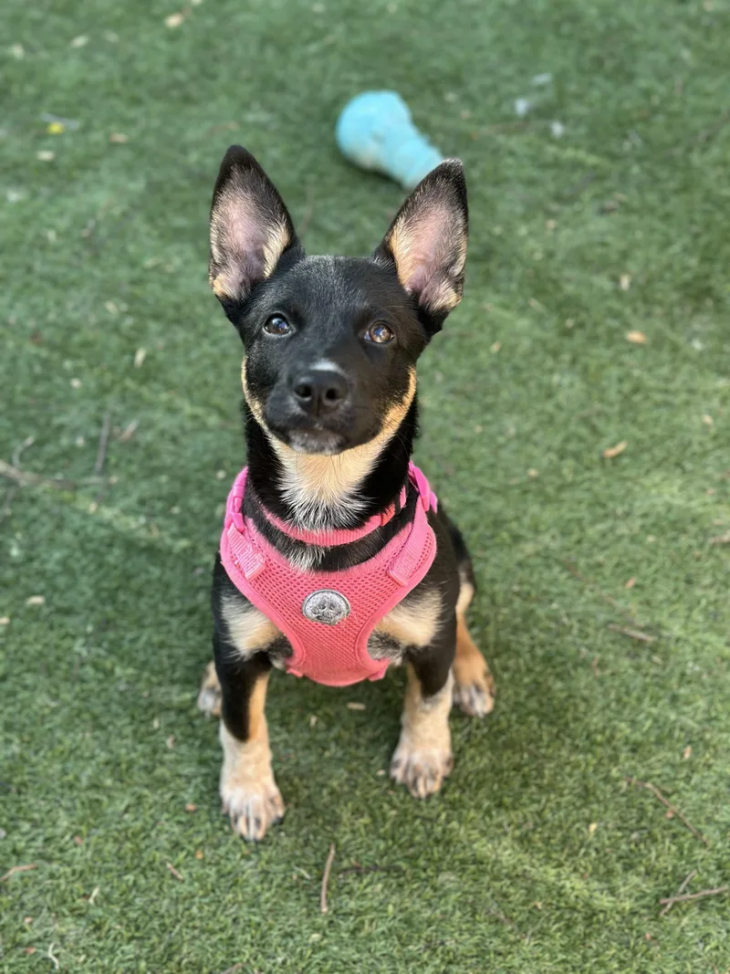 A young medium-sized female Australian Cattle Dog / Blue Heeler dog named Clementine for adoption in Suffield, CT
