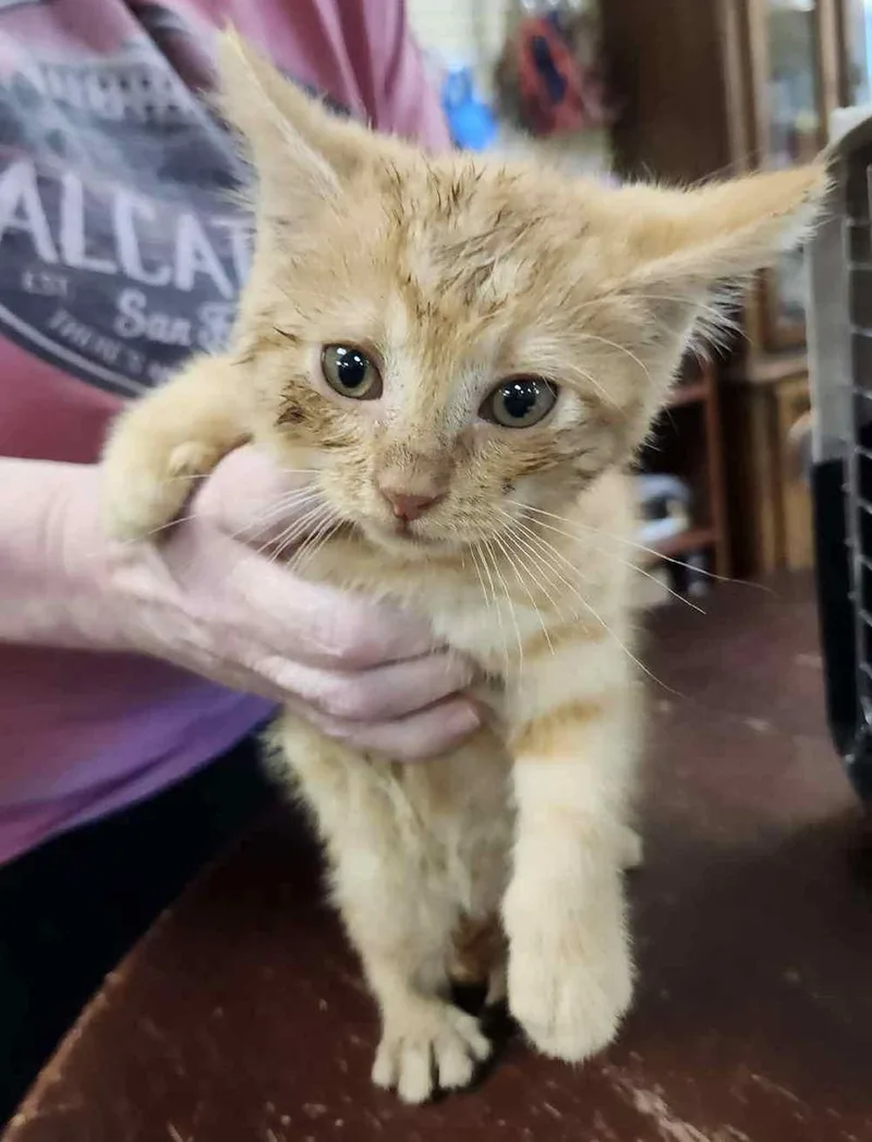 A baby large-sized male Tabby (Orange / Red) Tabby cat named Ryder for adoption in York, NE