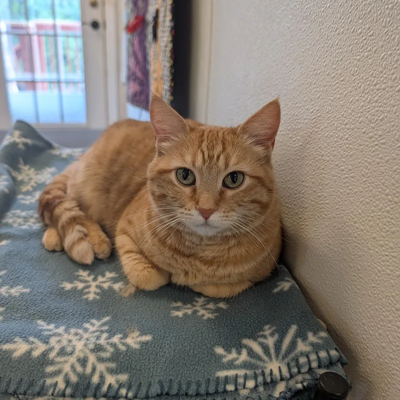 An adult medium-sized female Orange / Red Domestic Short Hair cat named Ginger for adoption in Waynesville, NC