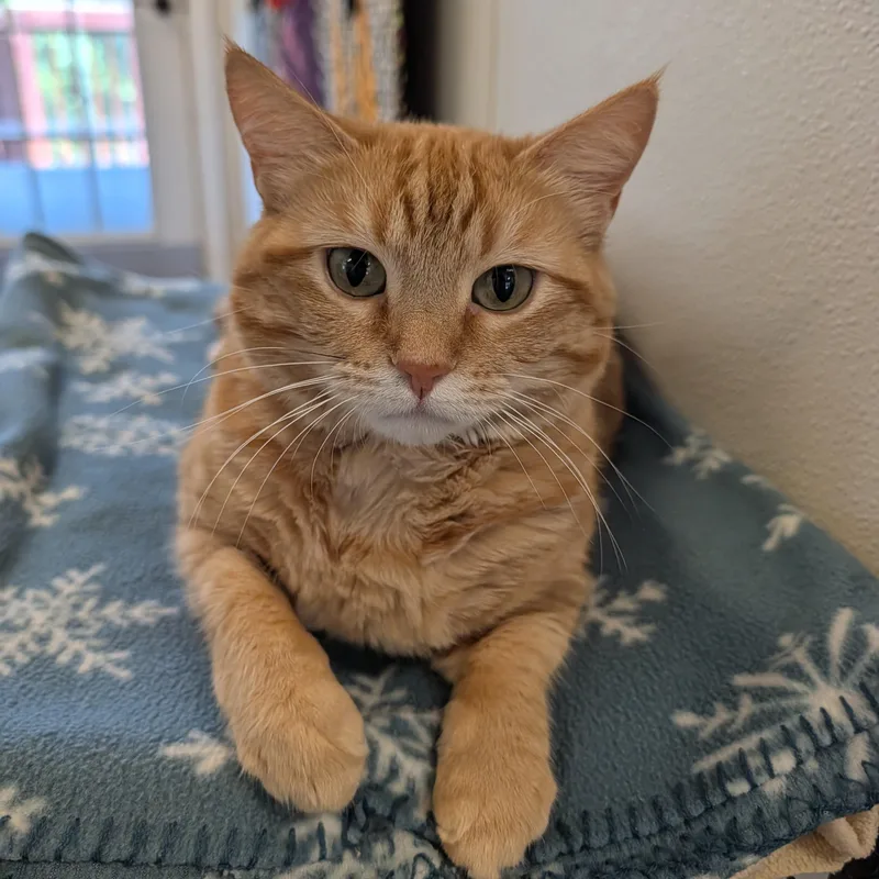 Ginger thumbnail 2