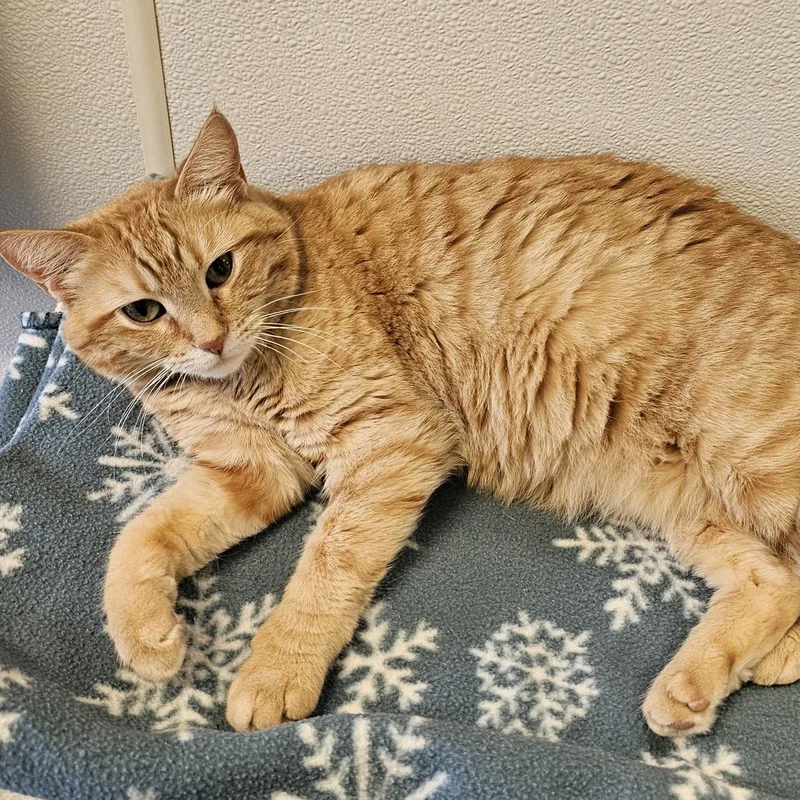 Ginger thumbnail 3