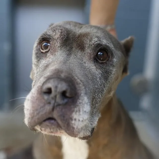 An adult medium-sized female American Staffordshire Terrier dog named Dollie for adoption in San Antonio, TX
