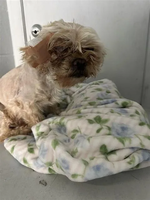 An adult small-sized female Shih Tzu dog named Chula for adoption in Sacramento, CA