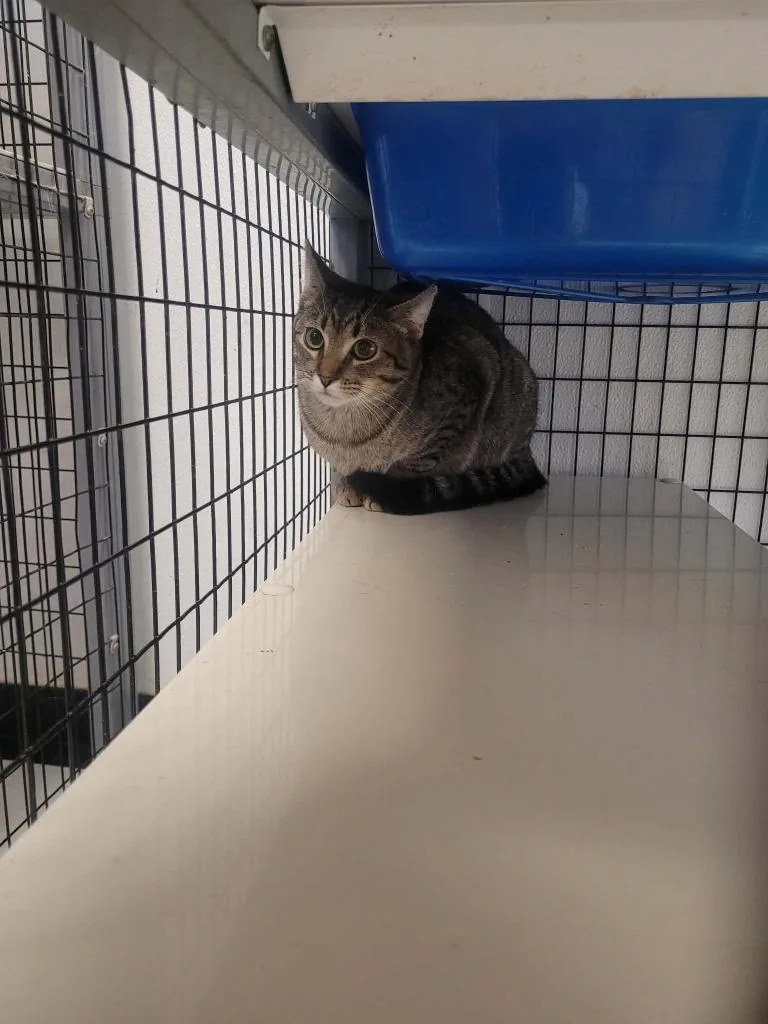 A baby medium-sized female Domestic Short Hair cat named Thread for adoption in Republic, MO