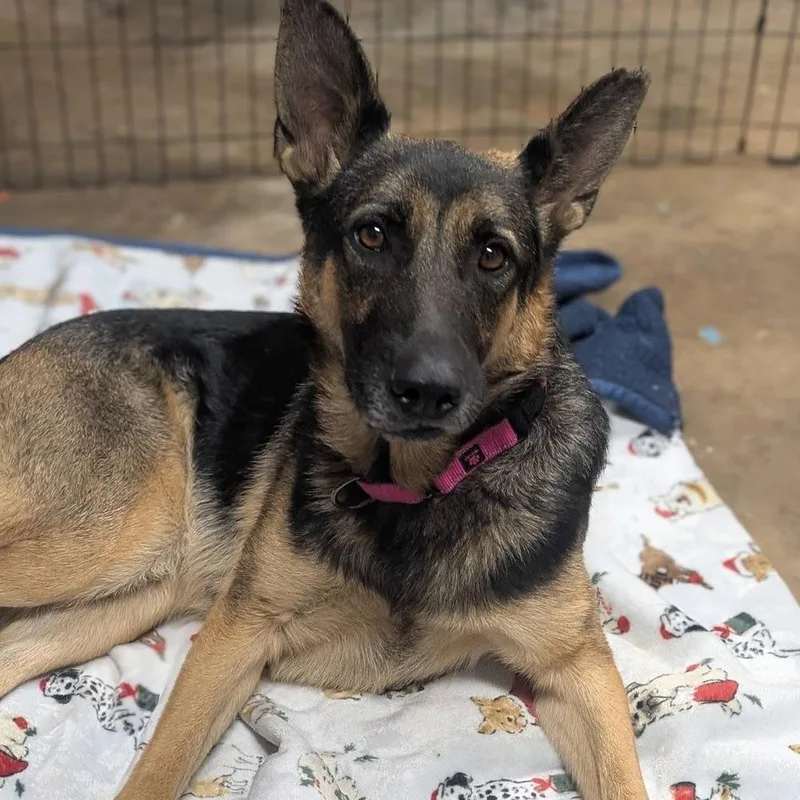 A young medium-sized female German Shepherd Dog dog named Arwen for adoption in Newnan, GA
