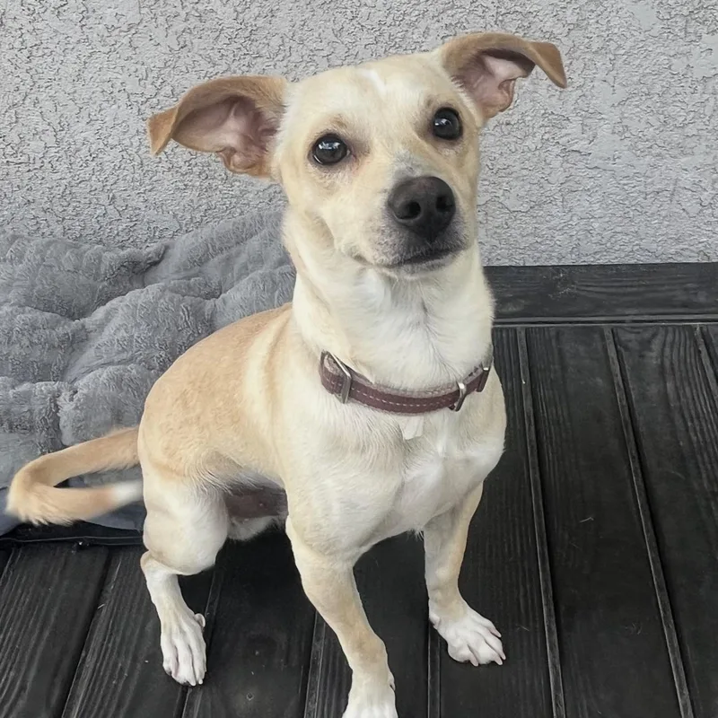 A baby small-sized male Apricot / Beige Chiweenie dog named Riley The Sweet Baby for adoption in Citrus Heights, CA