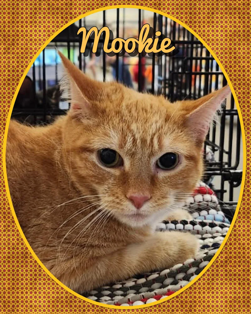 An adult medium-sized male Domestic Short Hair cat named Mookie for adoption in Somerset, NJ