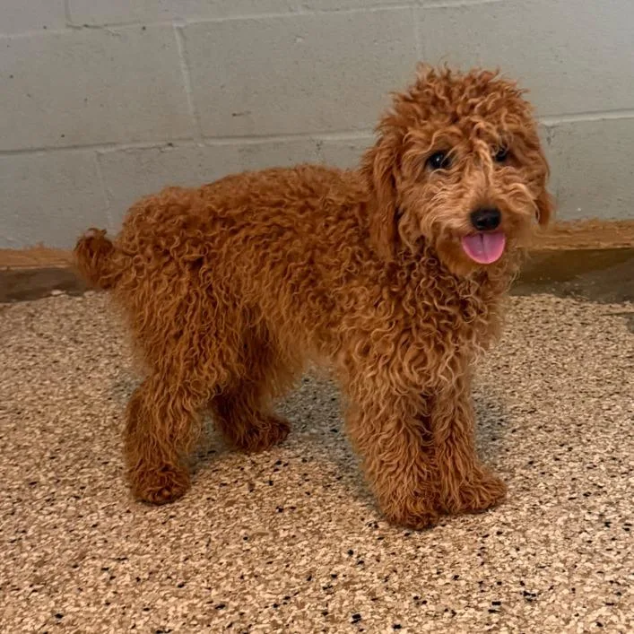 An adult small-sized female Apricot / Beige Mixed Breed dog named Rose for adoption in LOXAHATCHEE, FL