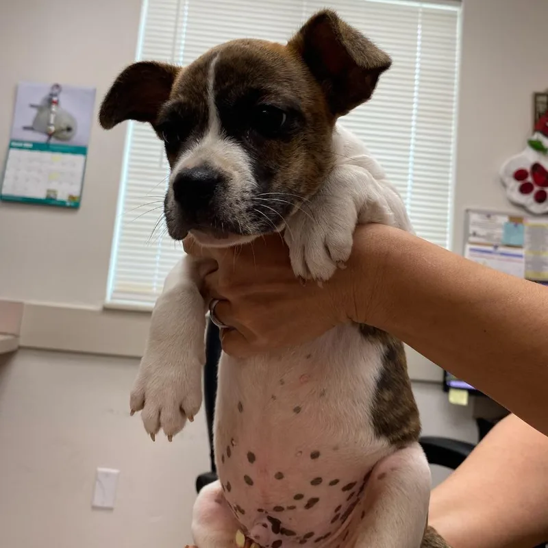 A baby medium-sized male Brindle Mixed Breed dog named JoJo for adoption in West Palm Beach, FL