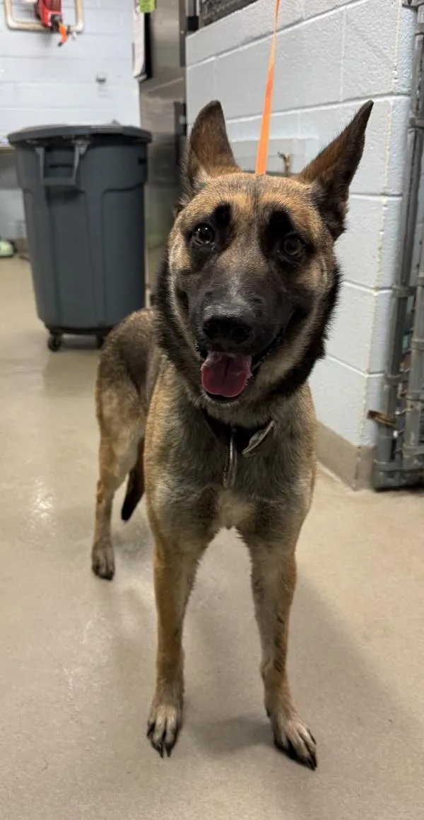 A young medium-sized female German Shepherd Dog dog named Zeka for adoption in Millersville, MD