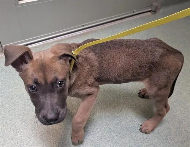 A baby large-sized male German Shepherd Dog dog named Sparky A for adoption in Plano, TX