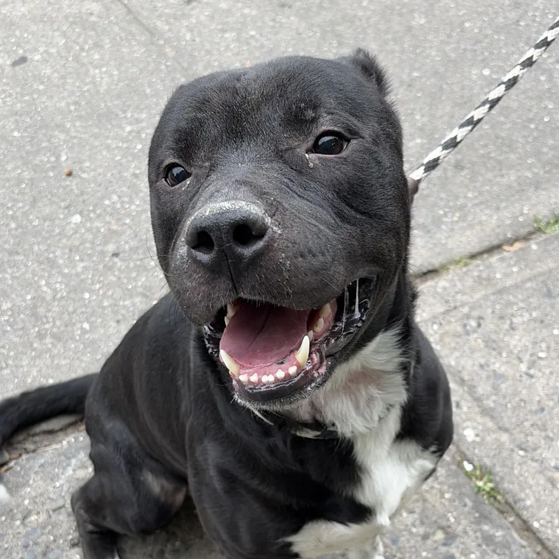 Vador