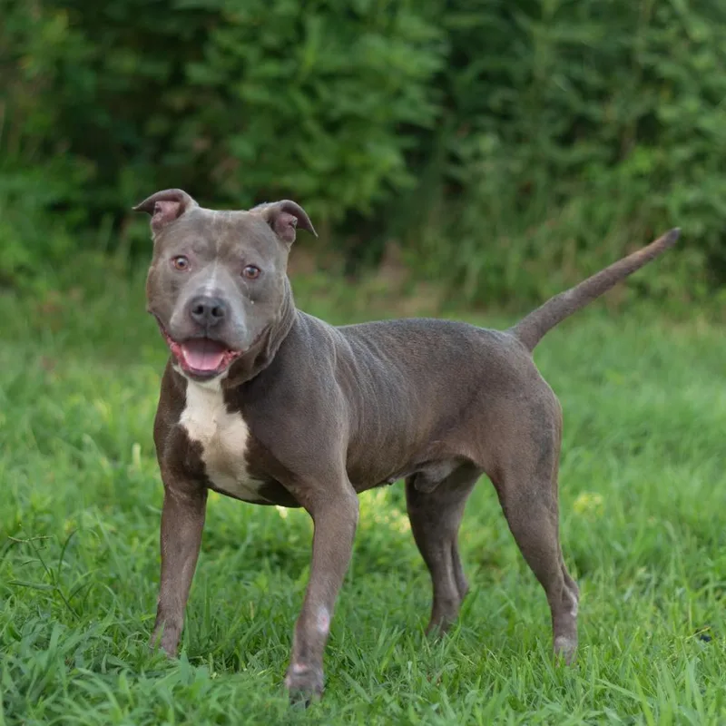 An adult large-sized male Gray / Blue / Silver Mixed Breed dog named Cyrus for adoption in Lake Jackson, TX