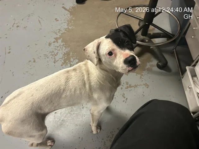 A young medium-sized female Pit Bull Terrier dog named A for adoption in Ocala, FL
