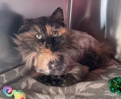 An adult small-sized female Domestic Long Hair cat named Ainsley for adoption in Willmar, MN