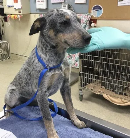A baby small-sized female Australian Cattle Dog / Blue Heeler dog named Berry for adoption in Riverside, CA