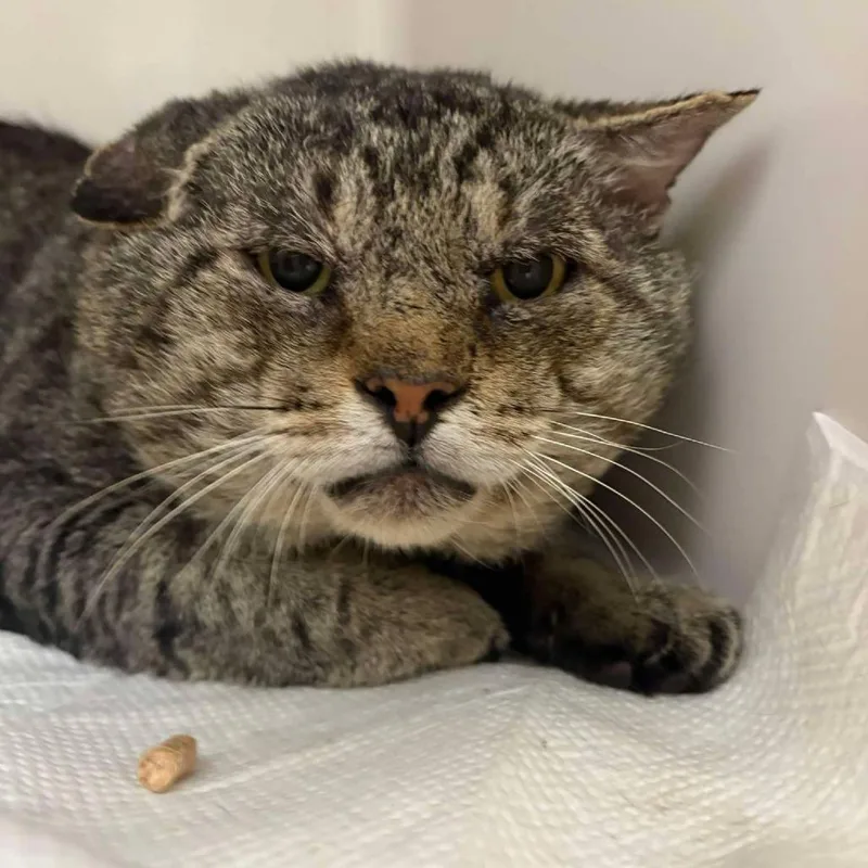 An adult large-sized male Gray / Blue / Silver Domestic Short Hair cat named Sushi for adoption in Rocky Mount, VA
