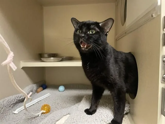 A young small-sized male Domestic Short Hair cat named Pan for adoption in Denver, CO