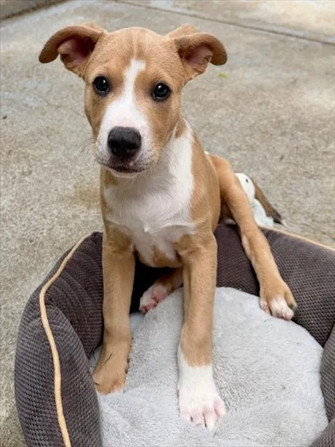 A baby medium-sized male Labrador Retriever dog named Bentley for adoption in Boston, MA