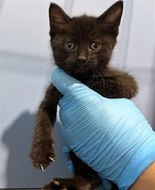 A baby small-sized female Domestic Short Hair cat named Gill for adoption in San Bernardino, CA