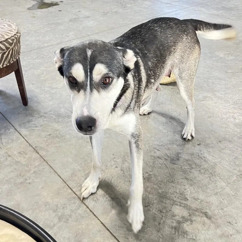 An adult large-sized female Black Husky dog named Katarina for adoption in Wadena, MN