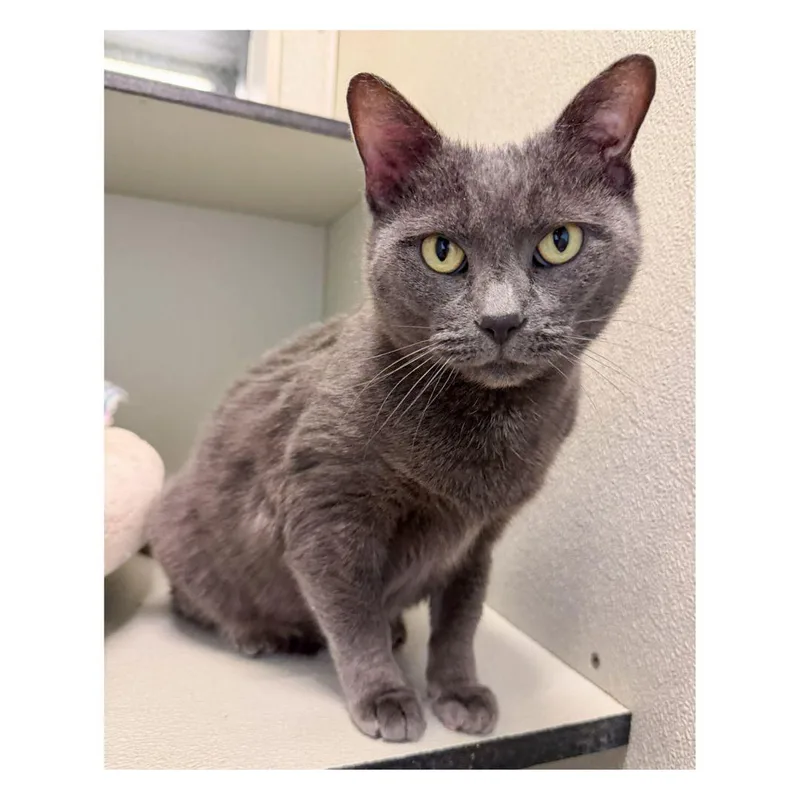 An adult medium-sized female Gray / Blue / Silver Domestic Short Hair cat named Heather for adoption in Stamford, CT