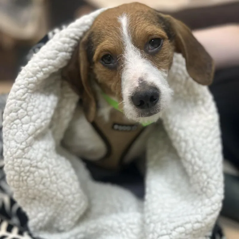 A young medium-sized male Mixed Breed dog named Hedgehog for adoption in State College, PA