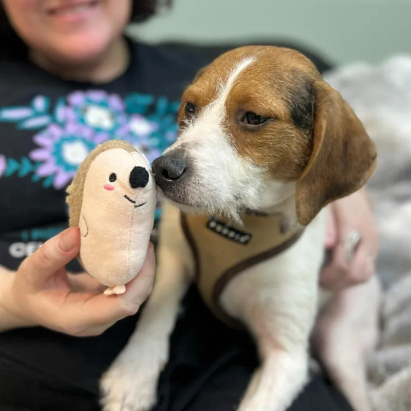 Hedgehog thumbnail 2