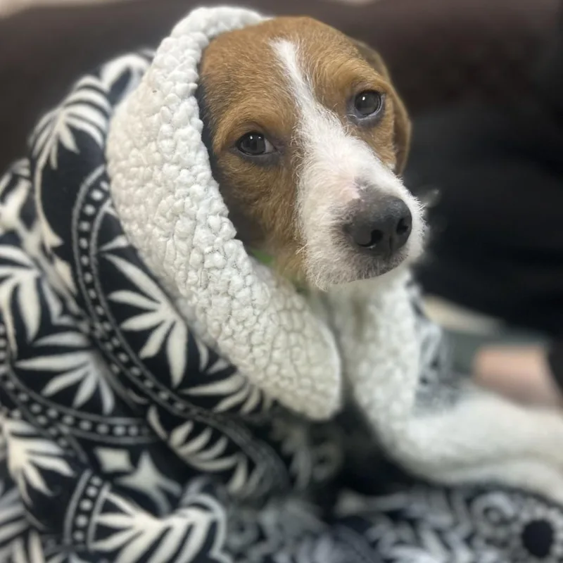 Hedgehog thumbnail 3