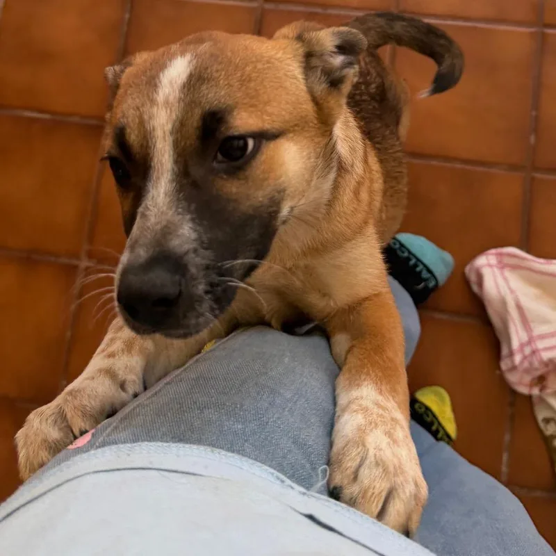 A baby small-sized female Mixed Breed dog named Chryssa for adoption in Klamath Falls, OR