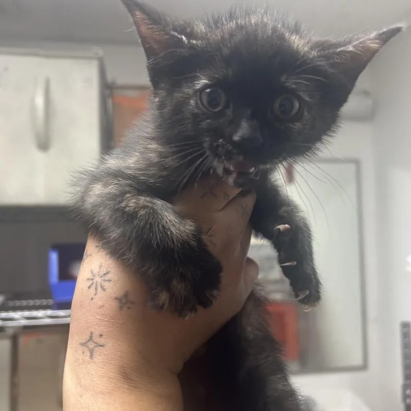 A baby small-sized female Black Domestic Short Hair cat named Scooter for adoption in Philadelphia, PA