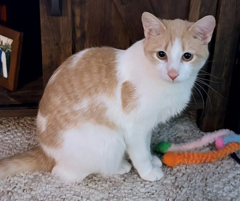 A young medium-sized male Domestic Short Hair cat named Benny for adoption in White Bear Lake, MN