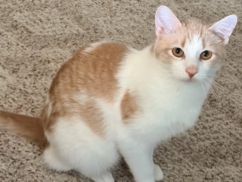 Benny thumbnail 2